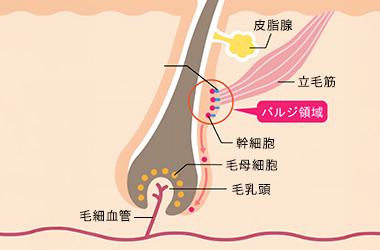 毛の構造
