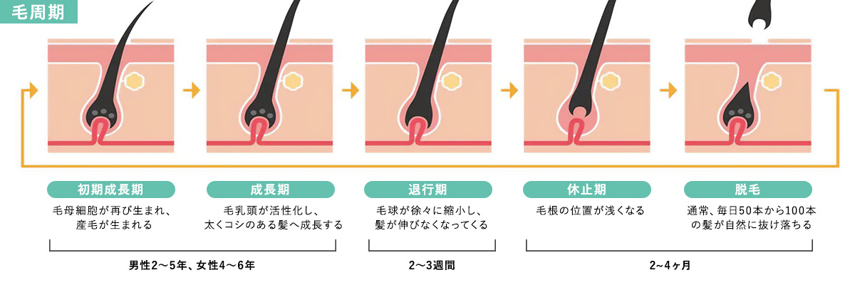 毛の構造